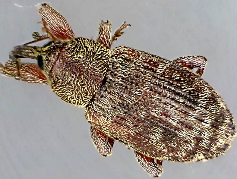 dorytomus taeniatus.jpg